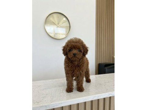 5 aylık dişi teacup poodle üst kalite kore pasaportlu