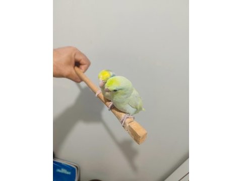 Forpus papağanlarımız