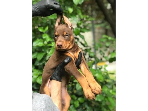 Harika dişi doberman bebekler