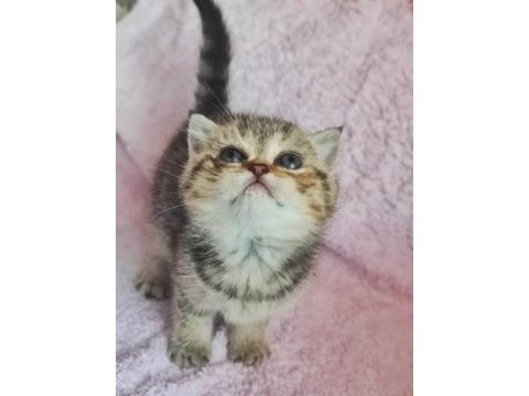 58 günlük tabby renk dişi yavrumuz yeni yuvasına hazır kedim