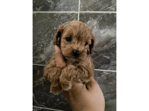 Maltipoo sevgililer gününe özel kampanya
