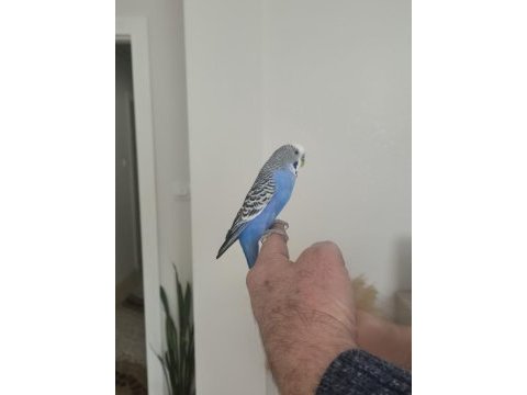 6 aylık genç kendi kuşlarımın yavrusu erkek