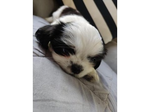 Shih tzu şecereli yavrular a kalite tüm illere gönderim