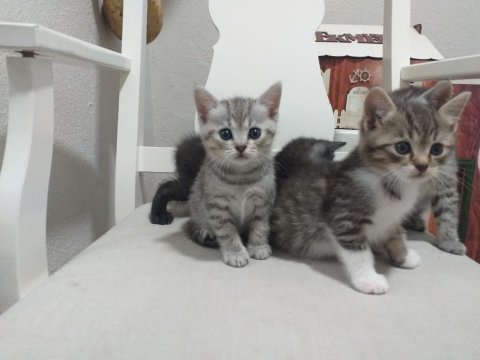 Sevimli safkan british longhair bebişlerim