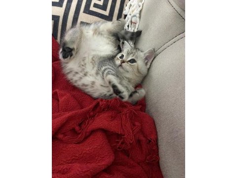 2 aylık british shorthair yavru