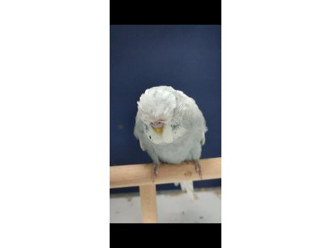 2024 bilezikli show jumbo erkek ilk tüyünde muhabbet kuşu