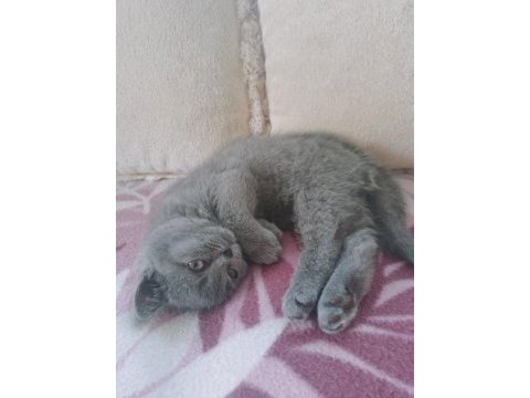 3 aylık british shorthair kedim anne baba bana aittir