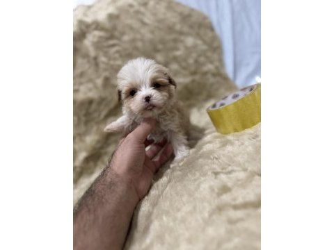 Orijinal maltipoo yavruları