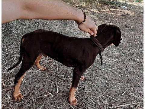 3 aylık saf kan doberman