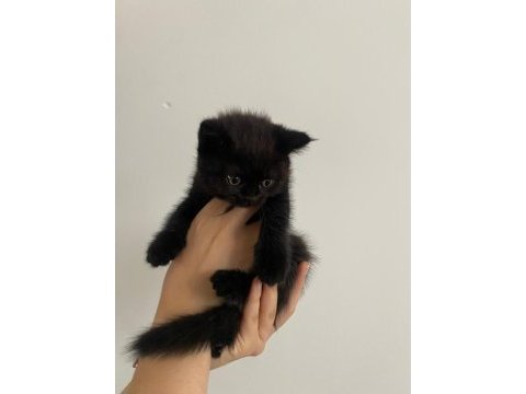 Adana/seyhan gürselpaşa scottish fold yavrular