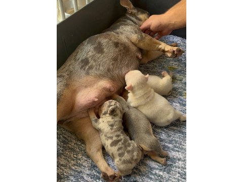 Balıkesir kaliteli french bulldog yavrular