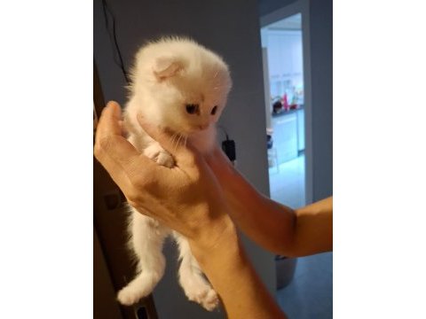 50 günlük scottish fold bebekler