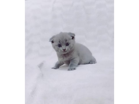 Scottish fold yavru sahiplendirme