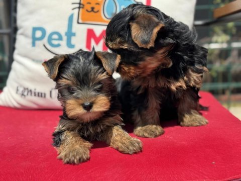 Petmode köpek çiftliğinden tea cup yorkshire terrier