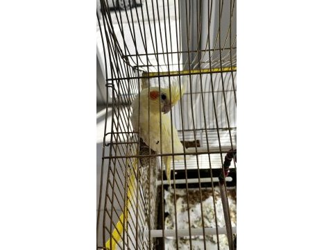 3 aylık sultan papağanı