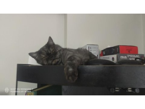 Ücretsiz exotic shorthair sahiplendirilecek