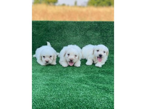 Beyaz maltese terrier yavrular