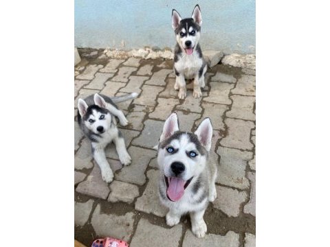 Dünyalar güzeli husky yavrularımız