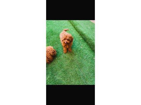 Çok özel redbrown kore toy poodle yavrular