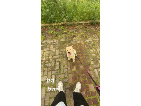 Golden retriever köpeğimiz için açıklamayı okuyunuz