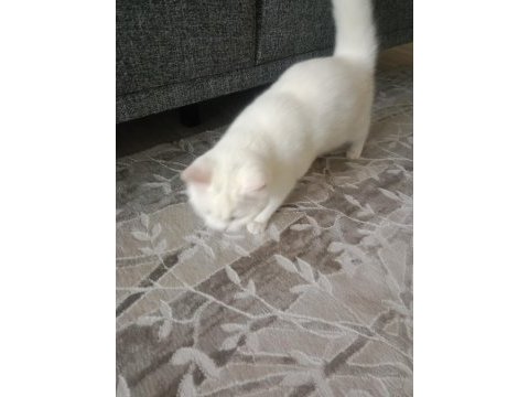 Yavru british shorthair 5 aylık