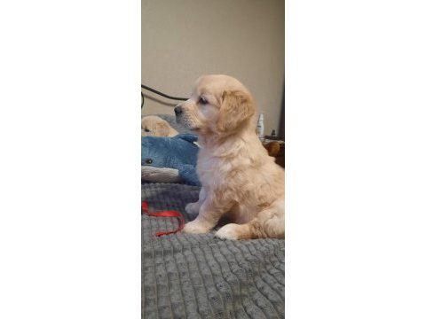 Golden retriever yavrular istenirse kapınıza teslim