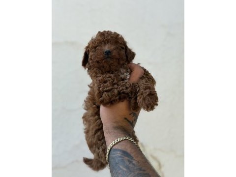 Erkek ve dişi kg garantili toy poodle bebekler