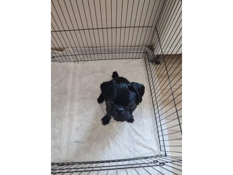 Evcil eğitimli yavru pug