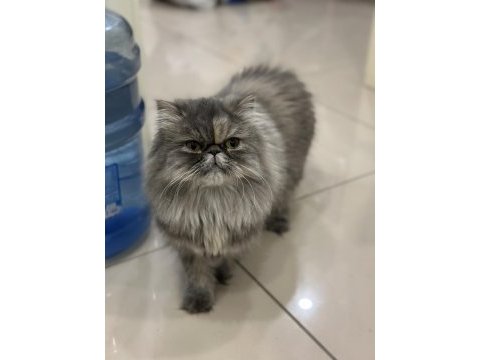 Nazlı güzel exotic kızım