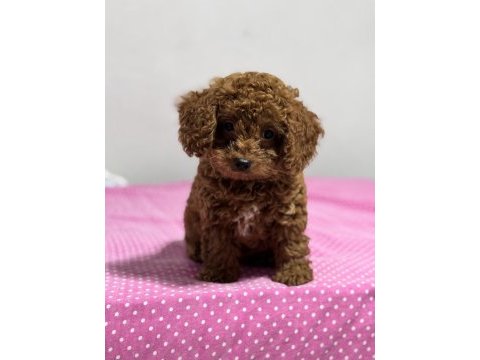 Kore kan toy poodle sahiplendirme