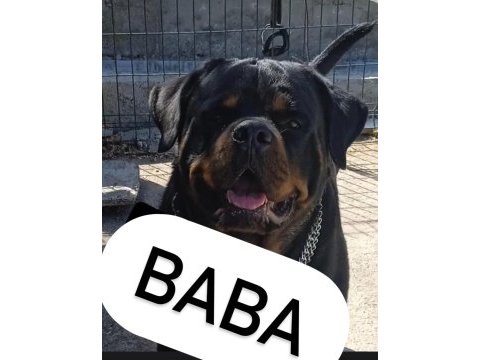 Rottweiler yavru