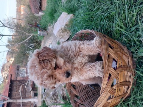 Maltipoo yavrularımız