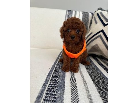Orjinal toy poodle yavrumuz 