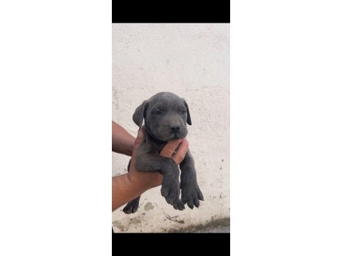 Kaliteli cane corso yavrular