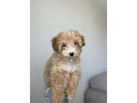 Toy poodle 5 aylık