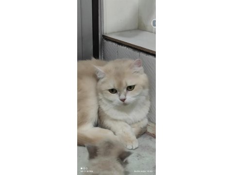 British shorthair golden cy12