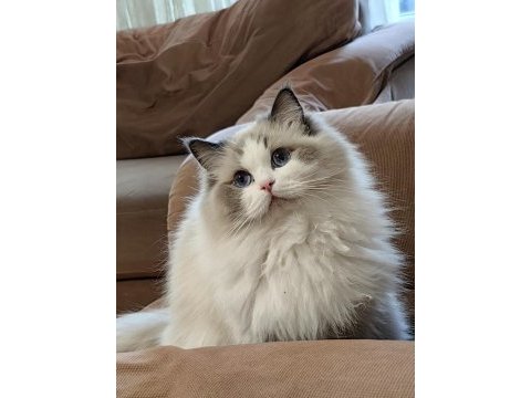 Secereli ragdoll yavrulari