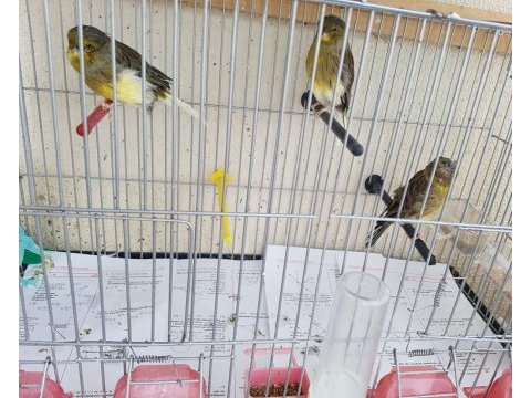 Malinua ve gloster kanarya sahiplendirme