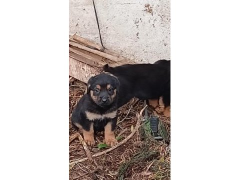 Macar kafa rottweiler yavruları