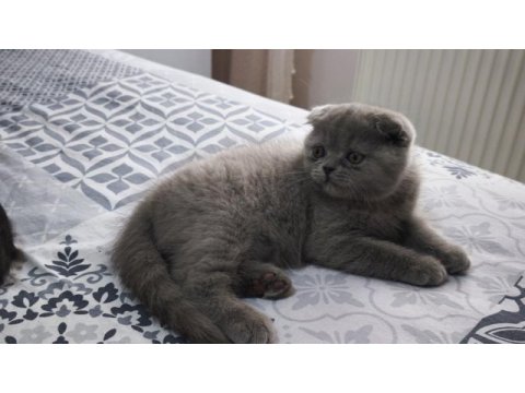 İki aylık yavru scottish fold