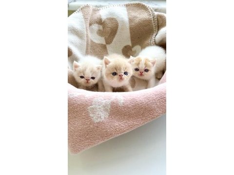 Safkan şecereli exotic shorthair yavru