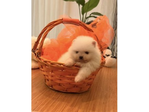 Mini boy ayı surat pomeranian yavrular