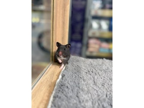 Birbirinden tatlı syrian hamsterlar