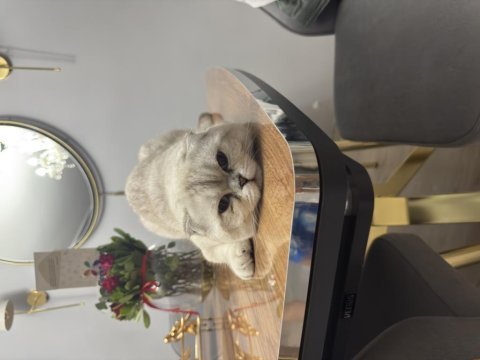 Erkek scottish fold kedisi
