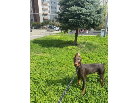 5 aylık yavru estetik kahverengi doberman