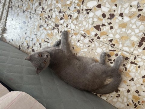 British shorthair ücretsiz sahiplendirmek istiyorum
