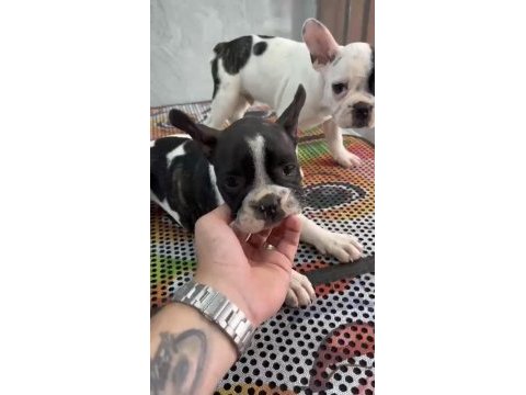 Kepçe kulak fransız bulldog
