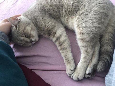 1 yaşında british shorthair sahiplendirme