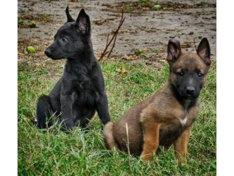 Ruhsatlı köpek çifliğinden b kurdu yavrular a scrli