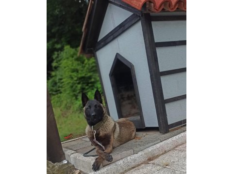 Orijinal belçika kurdu çok akılı köpek